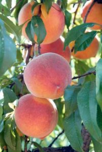 SummerFest and FlavrBurst Join ARS Peach Variety Offerings Image